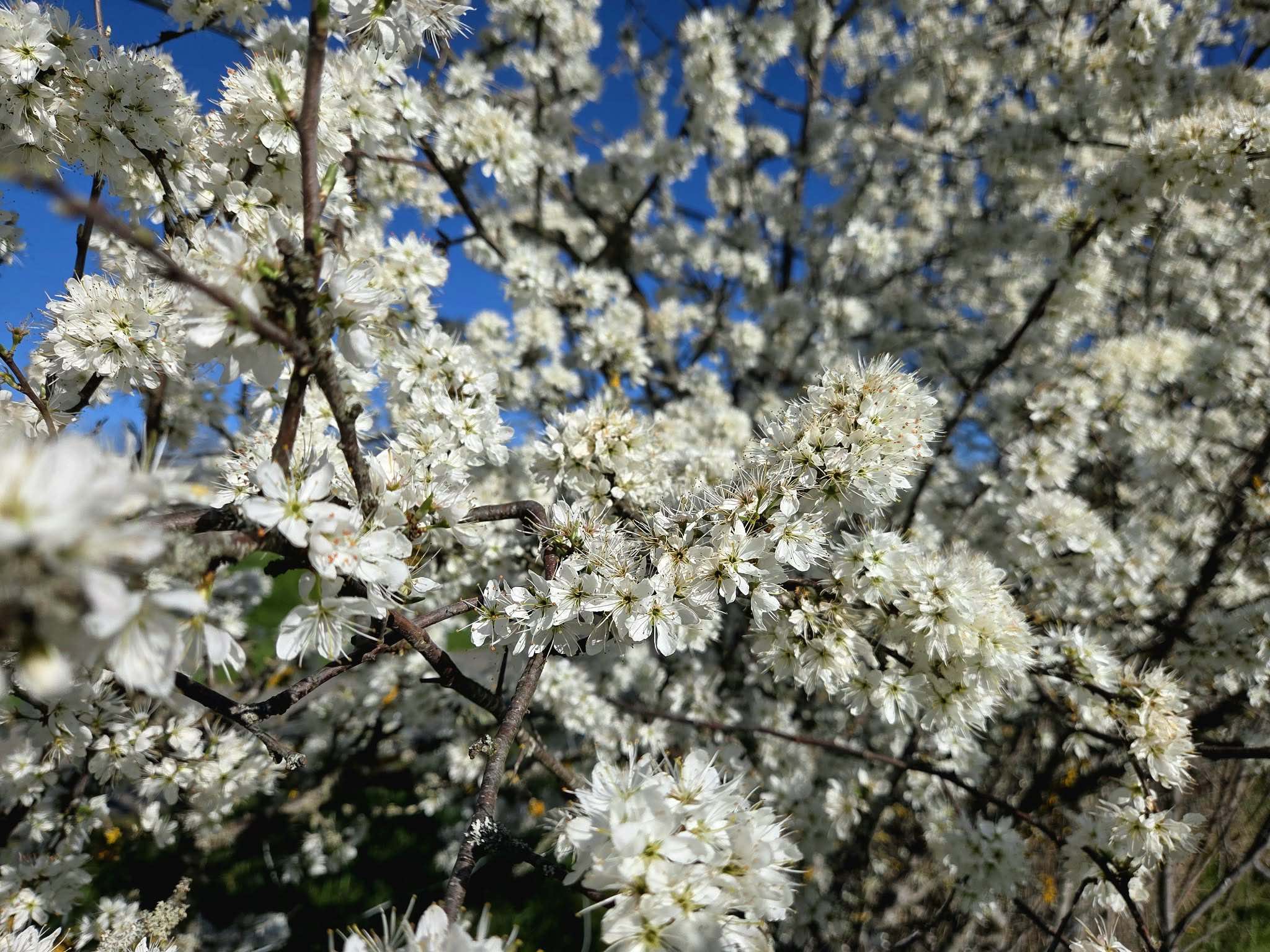 Springtime in France:…