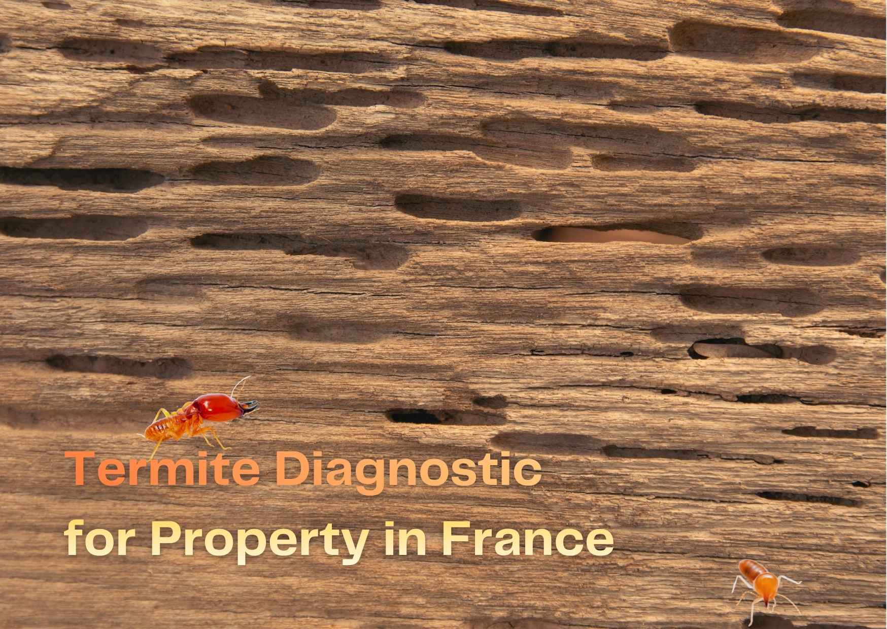 Termite Diagnostic…