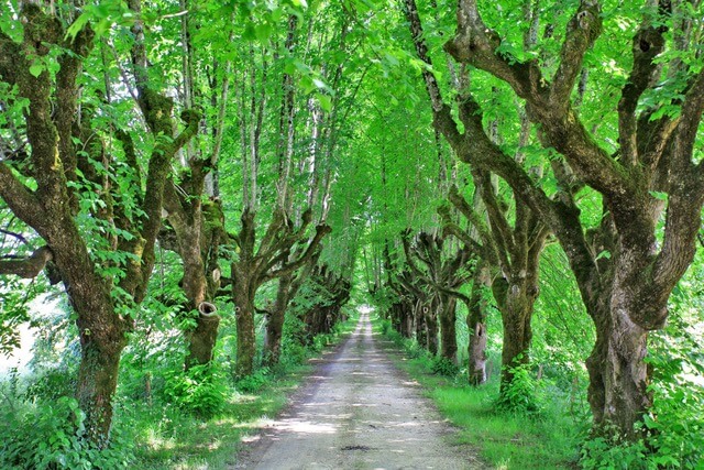 Tree lined drive